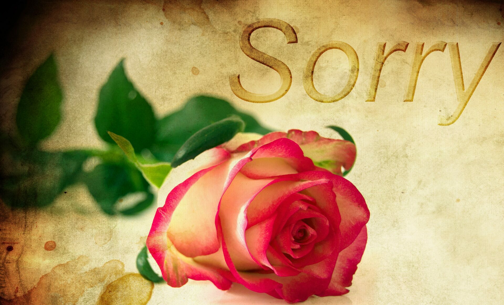 Featured image for “Apologies and Forgiveness”