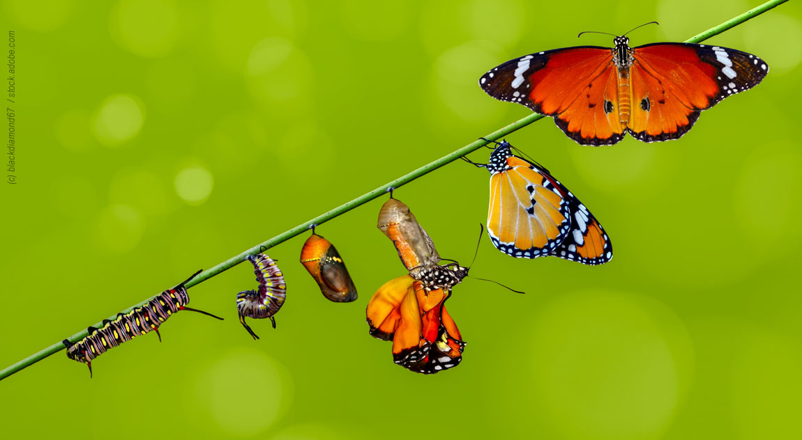 Featured image for “Foundations for Lifting Leader Vitality”